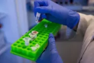 Cómo será el proceso para adaptar las vacunas contra la variante Ómicron