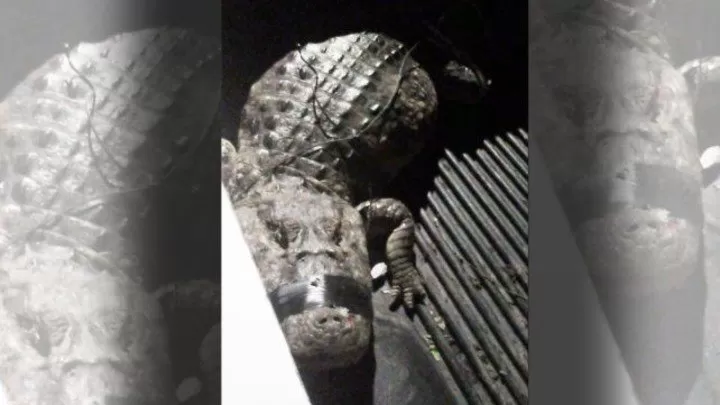 Paraná: un caimán de dos metros casi se come a un niño, en el patio de su casa