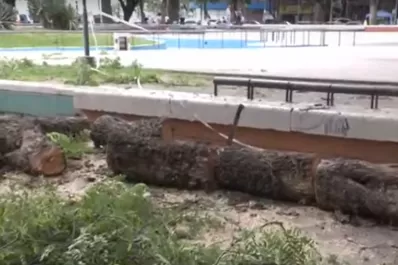 Una gran rama cayó anoche en la plaza Urquiza