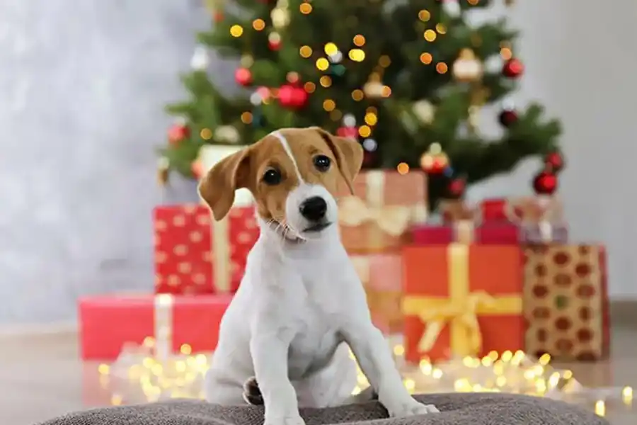 Foto tomada de hola.com