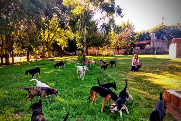 Fiestas y vacaciones: qué hacer con las mascotas cuando salimos