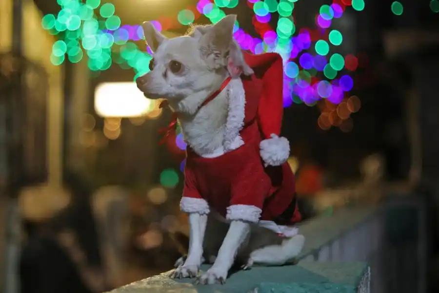 Arreglos para una Navidad en pandemia