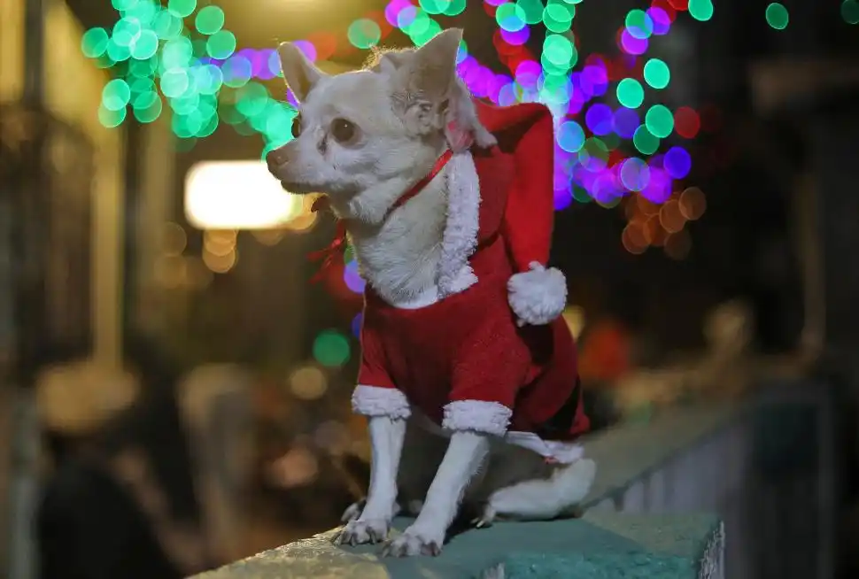 Arreglos para una Navidad en pandemia