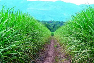 Sin gastos de cosecha o de flete, producir una hectárea de caña costaría más de $ 45.500