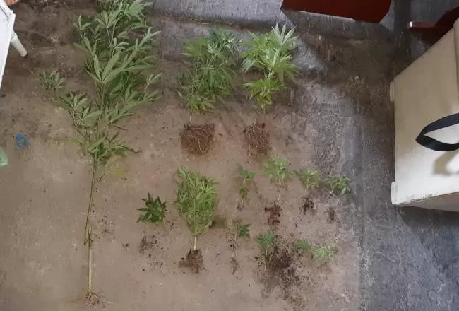 Encontraron 13 plantas de marihuana en el patio de una casa de San Miguel de Tucumán