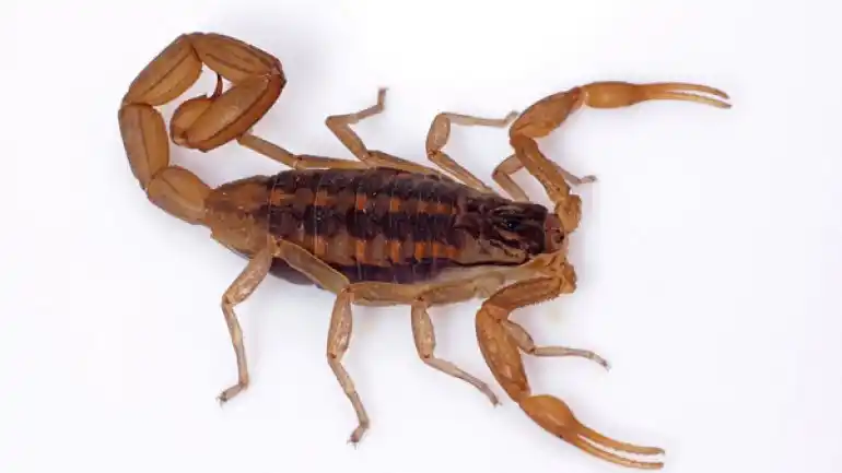 ATENCIÓN. El Tityus trivittatus es una de las especies venenosas que se encuentra en Tucumán.