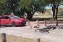 Un conductor atropelló a ciclistas en los Bosques de Palermo: murió una mujer