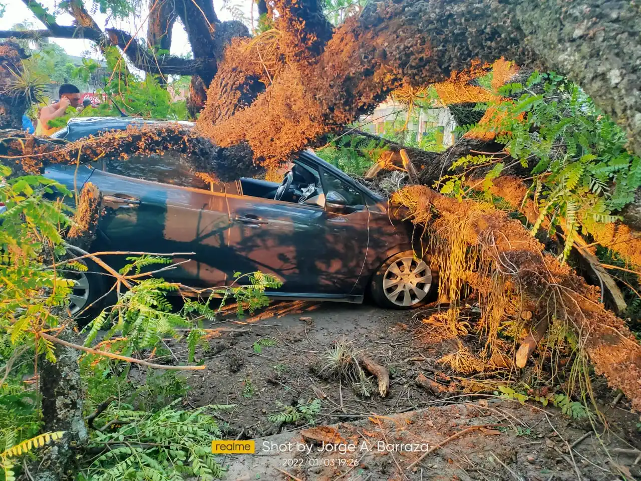 Se cayó un árbol en el parque 9 de Julio y aplastó un auto