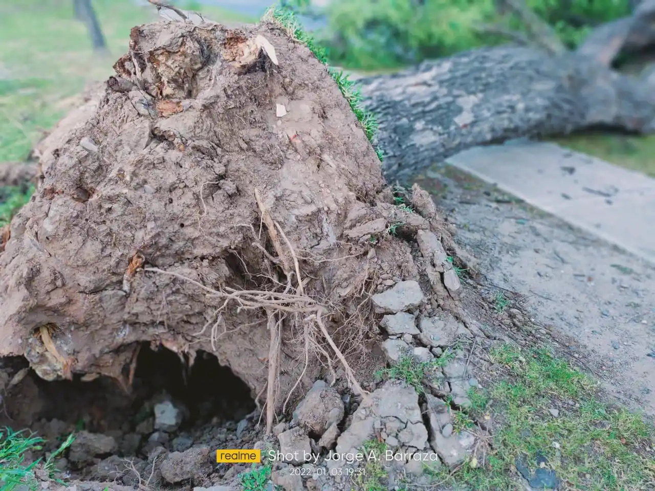 Se cayó un árbol en el parque 9 de Julio y aplastó un auto