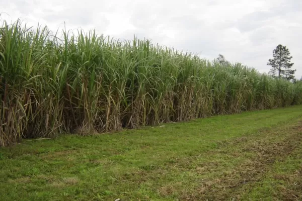 La sequía provocó pérdidas de más del 30% en la producción de caña de azúcar