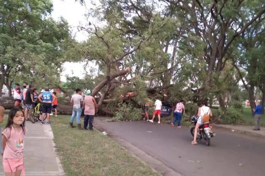 Se cayó un árbol en el parque 9 de Julio y aplastó un auto