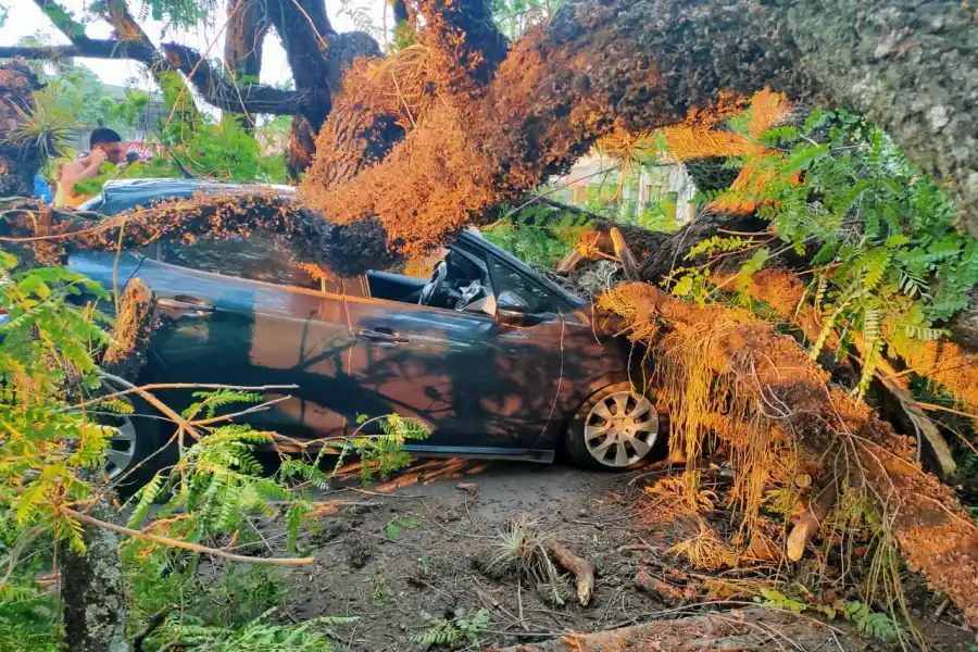 Se cayó un árbol en el parque 9 de Julio y aplastó un auto