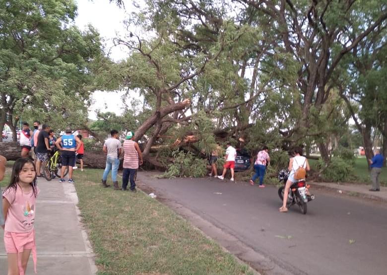 Se cayó un árbol en el parque 9 de Julio y aplastó un auto