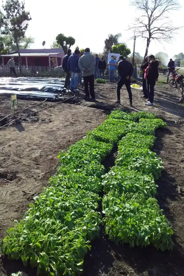 La influencia de la agricultura familiar, campesina e indígena en Tucumán