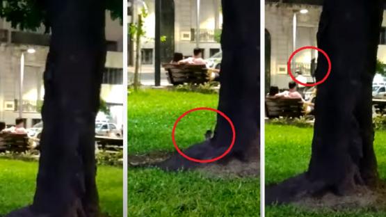 Video: ratas en plaza Independencia