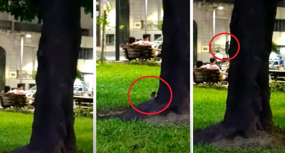 Video: ratas en plaza Independencia