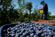 Arándanos, citrus y construcción, los sectores que incluiría el plan Puente Empleo