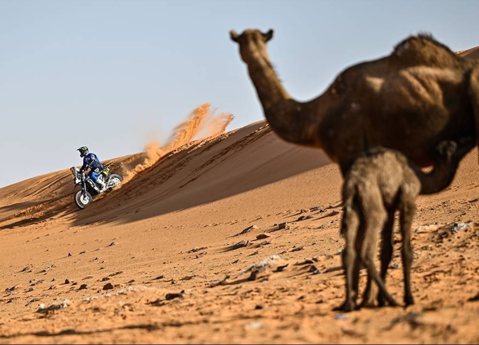 EN EL DESIERTO. Un piloto acelera en las dunas, mientras los camellos siguen desde lejos al extraño visitante. 