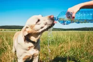 Cómo cuidar a tus mascotas y evitar el golpe de calor