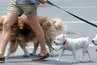 Golpes de calor en animales: cuáles son las medidas de prevención para evitarlos