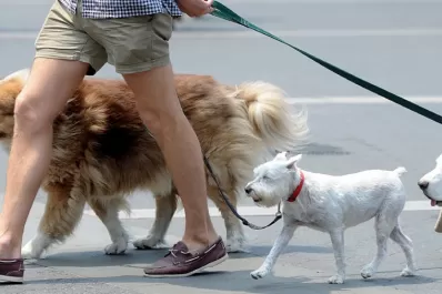 Golpes de calor en animales: cuáles son las medidas de prevención para evitarlos