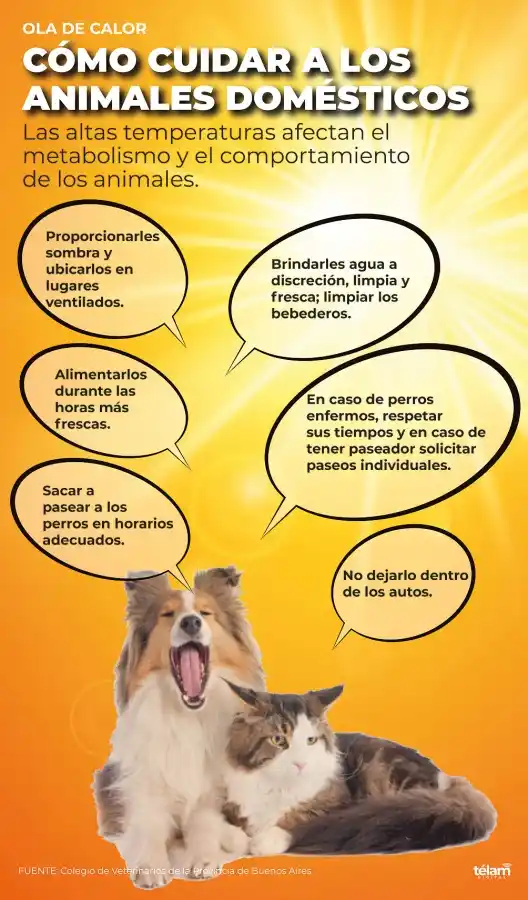 Golpes de calor en animales: cuáles son las medidas de prevención para evitarlos