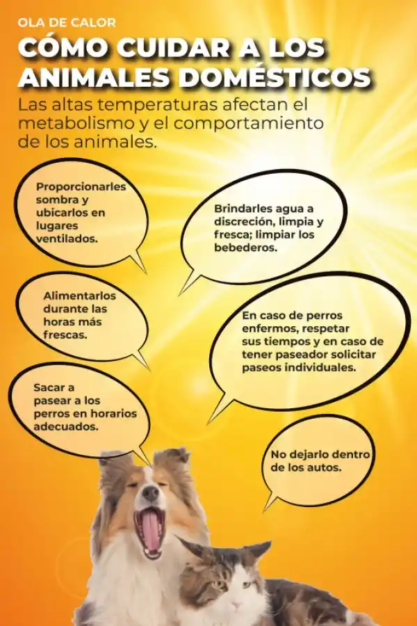 Golpes de calor en animales: cuáles son las medidas de prevención para evitarlos