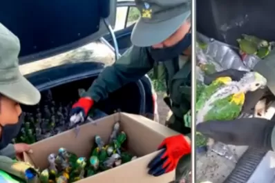 Detuvieron el auto en un control vehicular: tenían 100 loros en el baúl