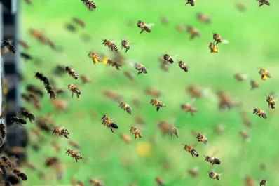 En Jujuy, un hombre murió tras ser atacado por un enjambre de abejas