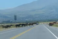 Secuestran uno o dos caballos por día en rutas