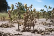La Sociedad Rural pidió a los gobiernos provinciales que actúen frente a la sequía