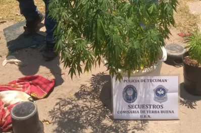 Buscaban herramientas robadas y descubrieron plantas de marihuana