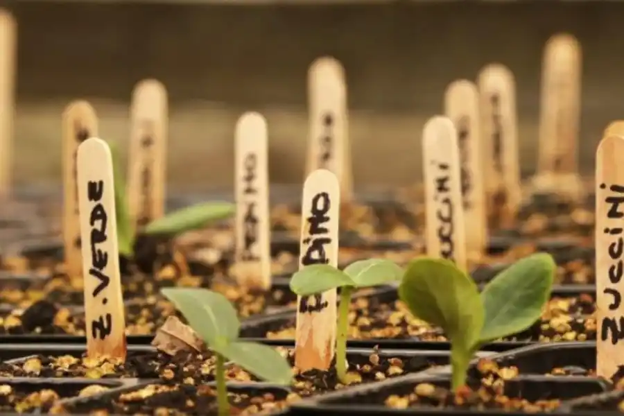 SEÑALADORES. Es importante cuidar las plantas desde que nacen. 