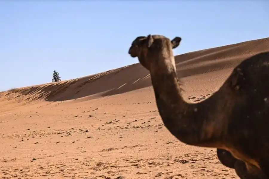 CONTACTO EN EL DESIERTO. En la etapa 7, los competidores se toparon con manadas de camellos.