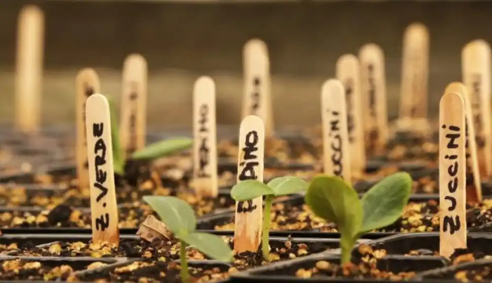 SEÑALADORES. Es importante cuidar las plantas desde que nacen. 