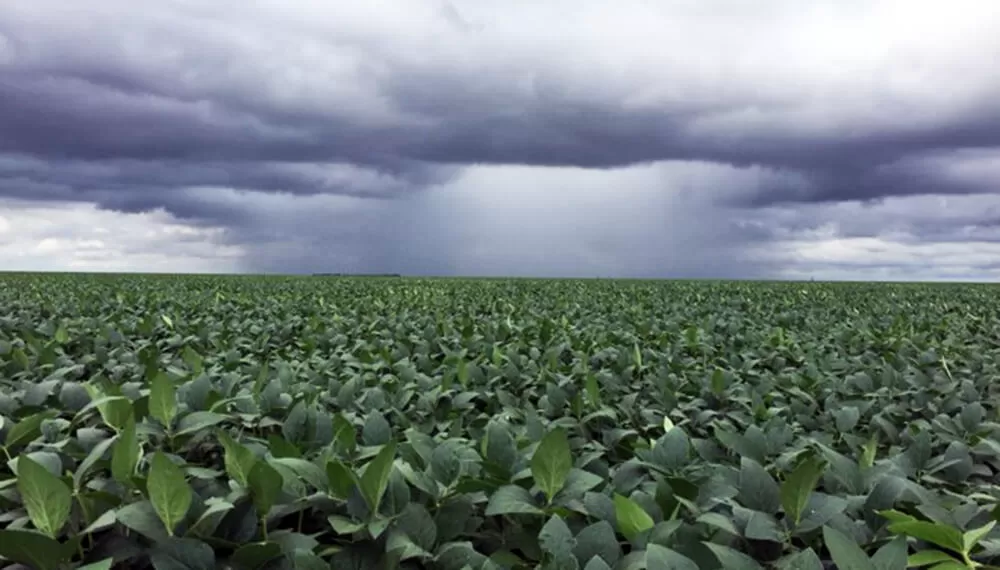 DESEO. Los productores esperan más lluvias para mejorar la siembra.  