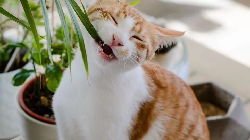 PARA EVITAR. Las hortensias, los lirios y los crisantemos pueden provocar dolores estomacales en los felinos. 