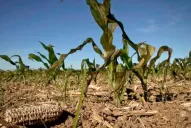 El calor y las escasas lluvias golpean duro a los cultivos