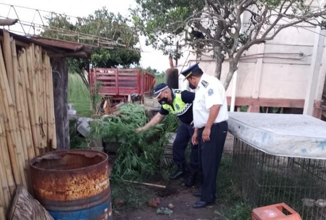 Aguilares: Buscaban un generador robado y encontraron plantas de marihuana