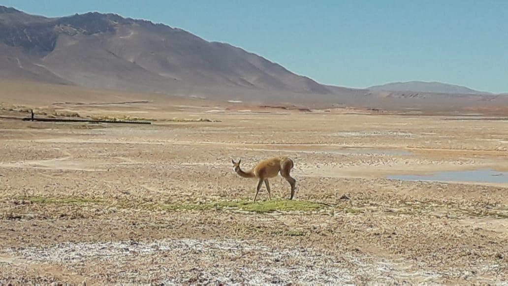 VICUÑAS EN LA PUNA. 