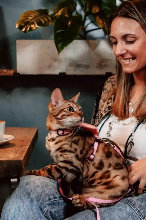 COMPAÑÍA IDEAL.La invitación es para todos los animales domésticos. 