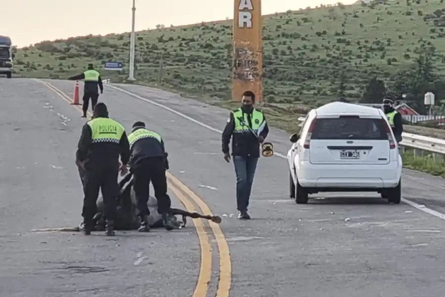 PELIGRO. Un nuevo siniestro vial por los animales sueltos en las rutas de Tucumán.