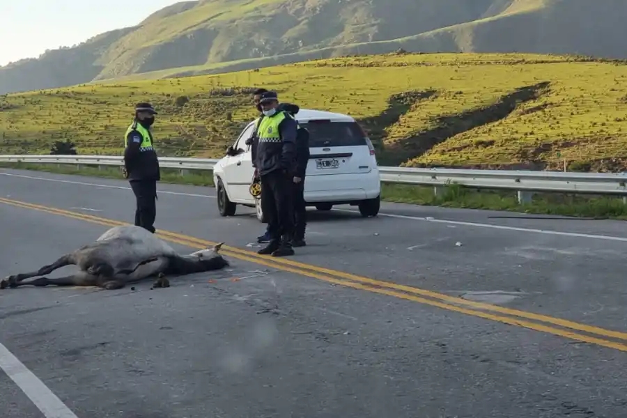 SIN VIDA. El caballo arrollado murió como consecuencia del tremendo impacto.