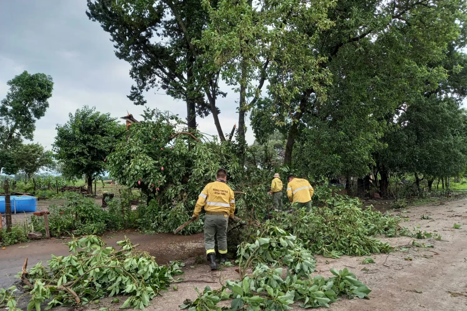 ÁRBOLES CAÍDOS. Personal de Defensa Civil trabaja en Taruca Pampa, luego de la tormenta del miércoles. Foto: Comunicación Pública