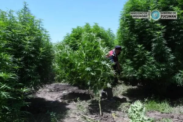 Secuestro de plantitas en el “Verano feliz”