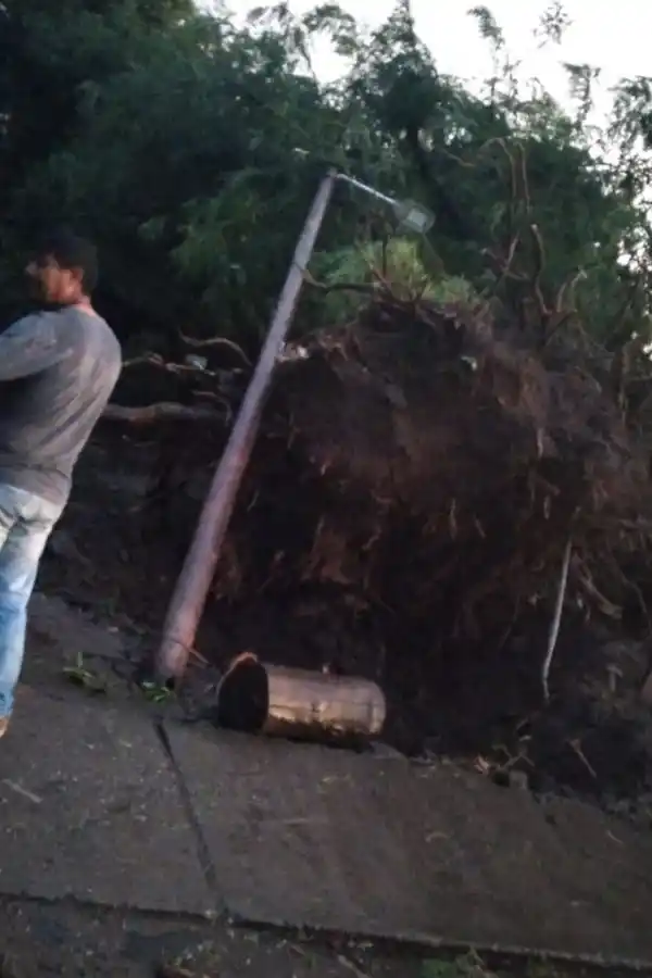 ÁRBOLES CAÍDOS EN TARUCA PAMPA. 