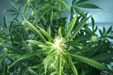 Debate por la marihuana: “Estoy contenta porque sabía que no era una delincuente por tener plantas”