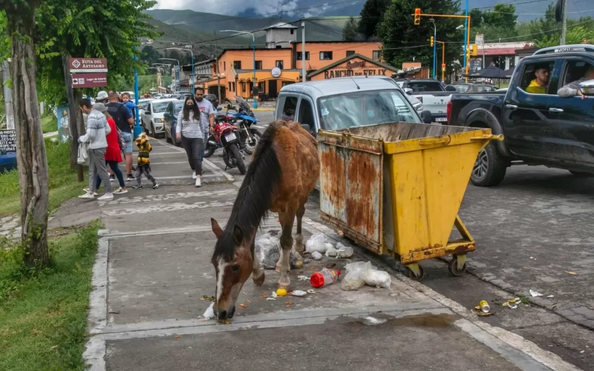 DESCUIDO. Bolsas de residuos adornan algunas calles del municipio y esto atrae a los animales que se mueven libremente entre los visitantes. la gaceta / foto de matías quintana (archivo)  