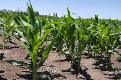 El maíz: en carrera, pero se precisa de lluvias regulares