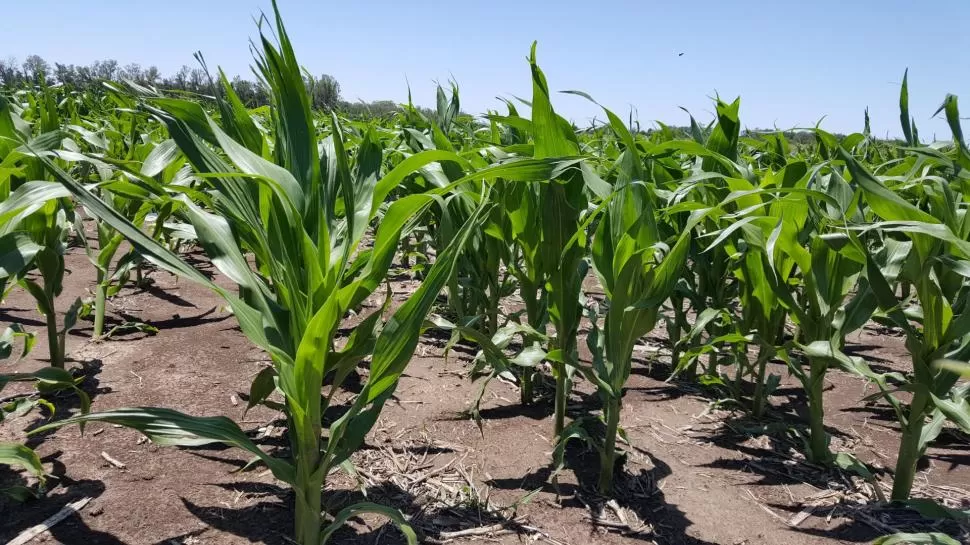 ESTADO. Aún es temprano para saber si la seca causó pérdidas en el maíz. 